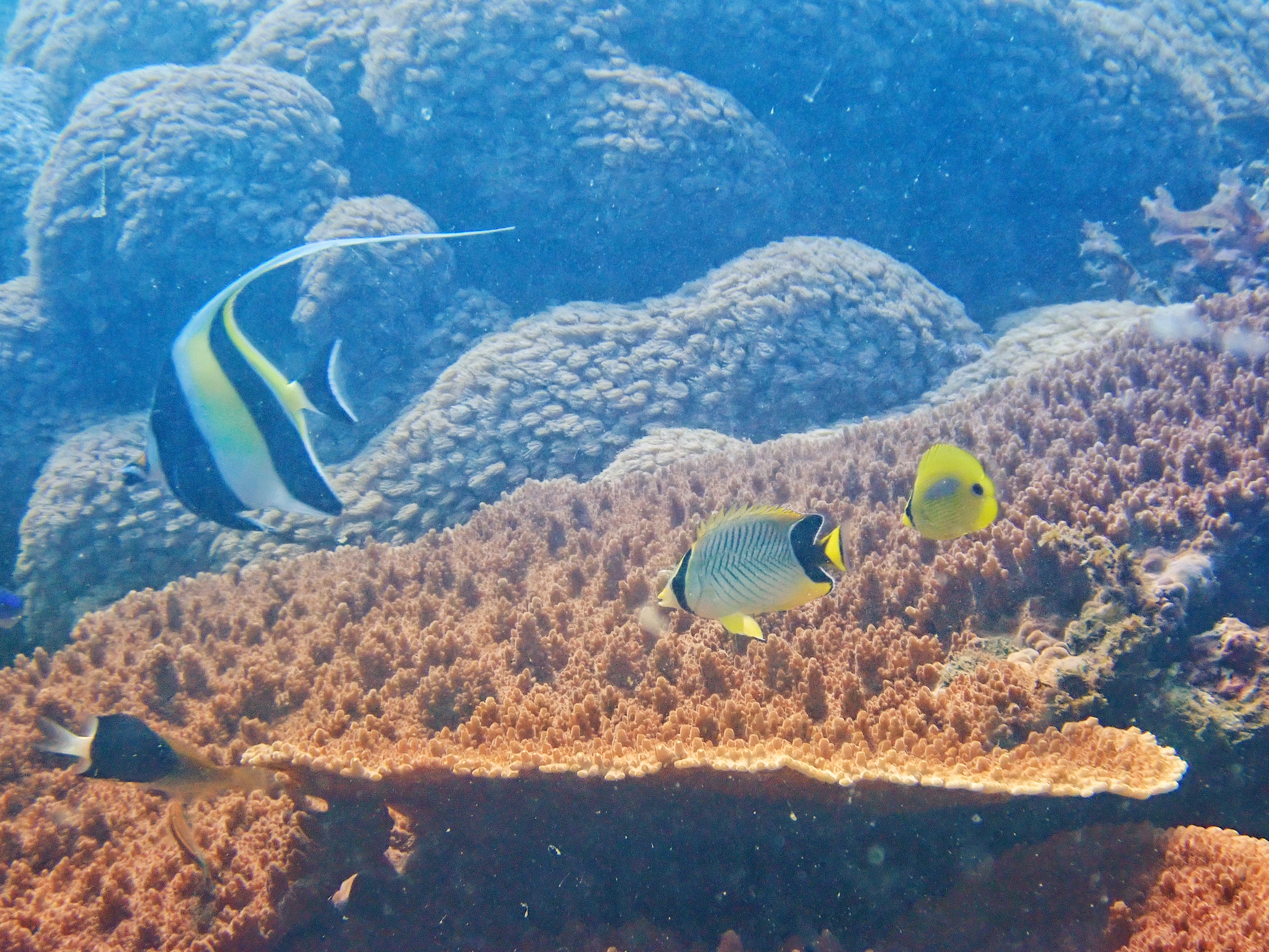 サンゴの健康診断 ｜ 竜串リーフチェック | 研究ノート | aosabalabo